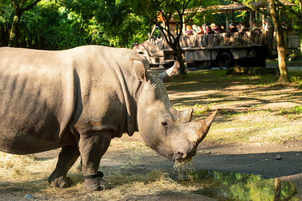 Helen, an endangered white rhinoceros, wears a fitness tracker on the Kilimanjaro Safaris savanna at Disney’s Animal Kingdom Theme Park in Lake Buena Vista, Fla. The device will help the Animal, Science and Environment team understand the role of physical fitness in the overall health of rhinos are one part of a larger, collaborative research project with rhinos from accredited zoos and wildlife centers across the U.S. (David Roark, Photographer)